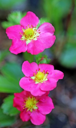 Pink Strawberry Flowers